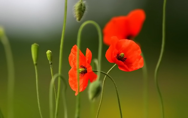 COQUELICOTS