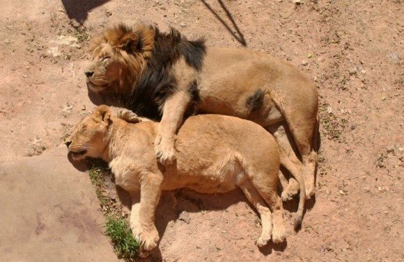 LION ET LIONNE