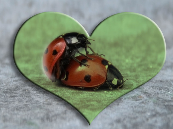 COCCINELLES