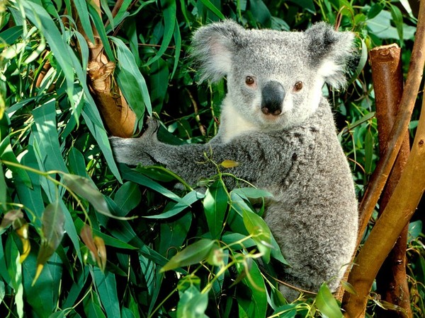 KOALA