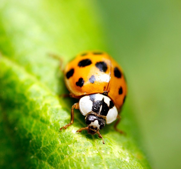 COCCINELLE