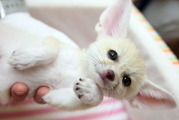 FENNEC