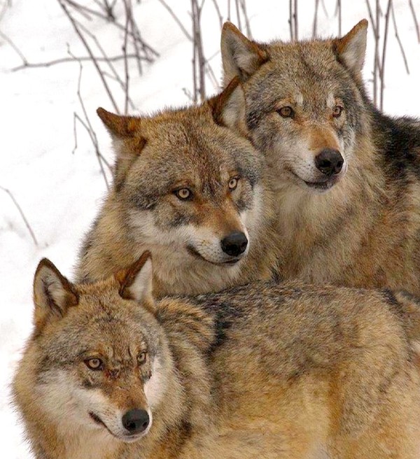 LOUPS