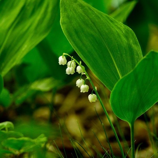 MUGUET 