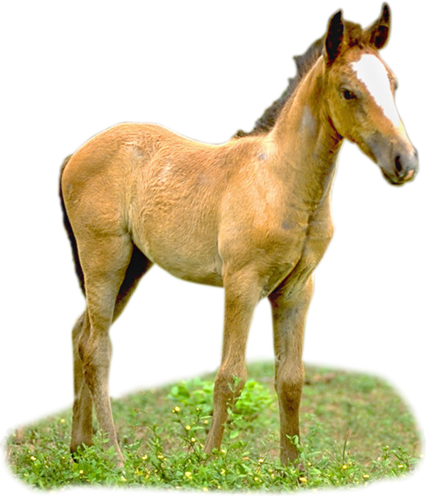 CHEVAL 2