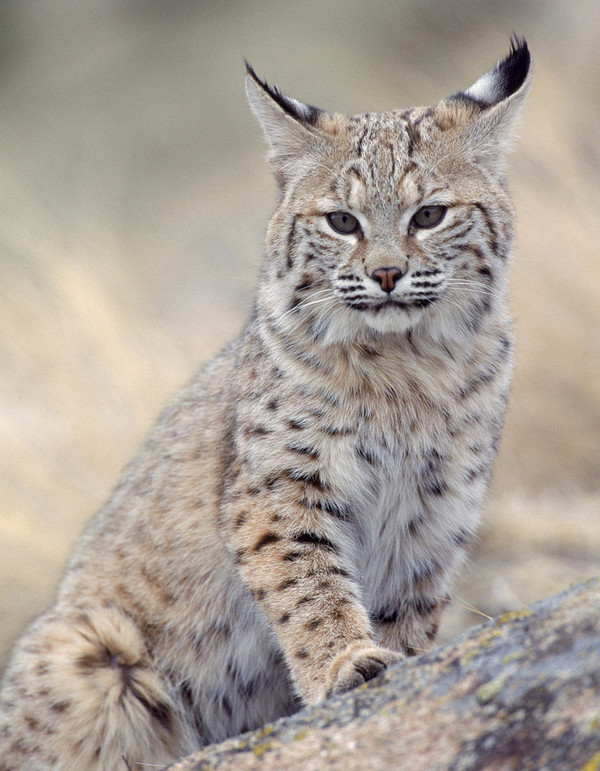 LYNX