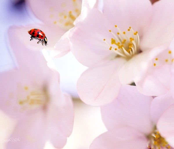 COCCINELLE