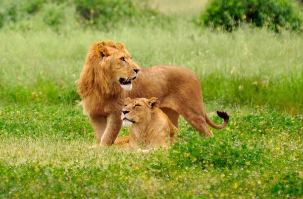 LION ET LIONNE