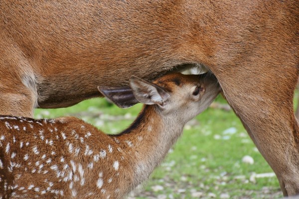 BICHE CERF...