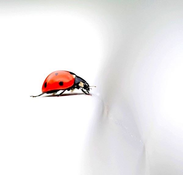 COCCINELLE