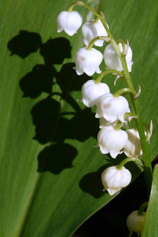 FLEURS