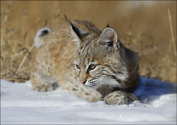 LYNX