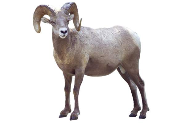 MOUFLON