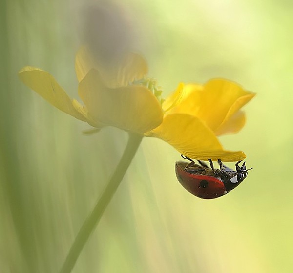 COCCINELLE