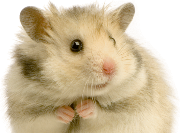 HAMSTER