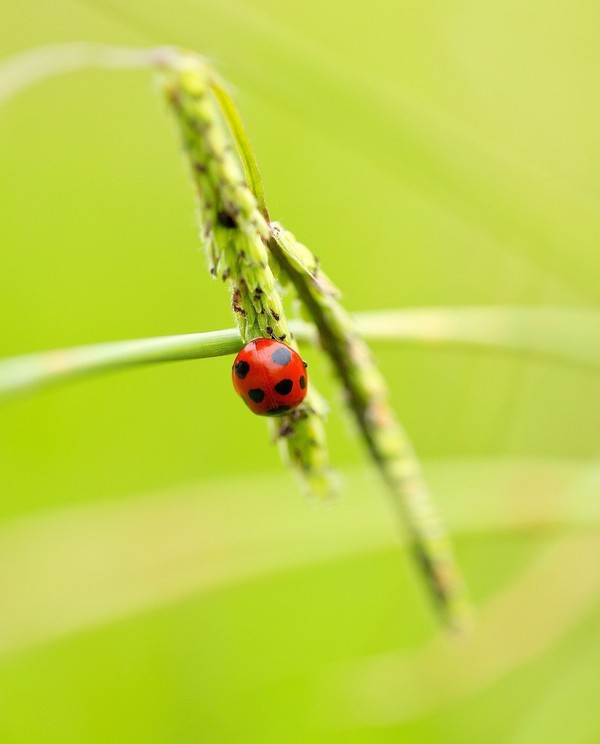 COCCINELLE