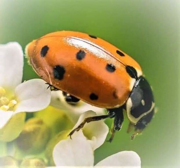 COCCINELLE 3