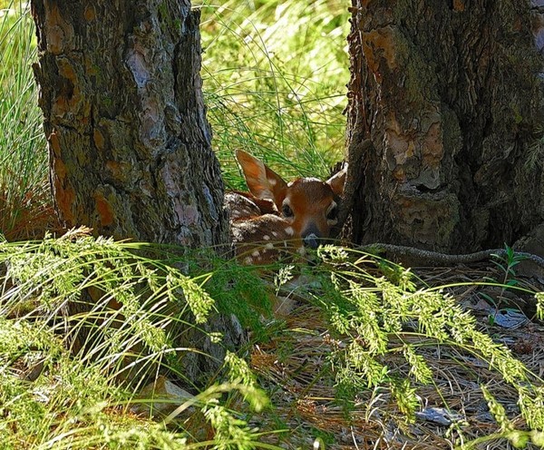 CERF BICHE...