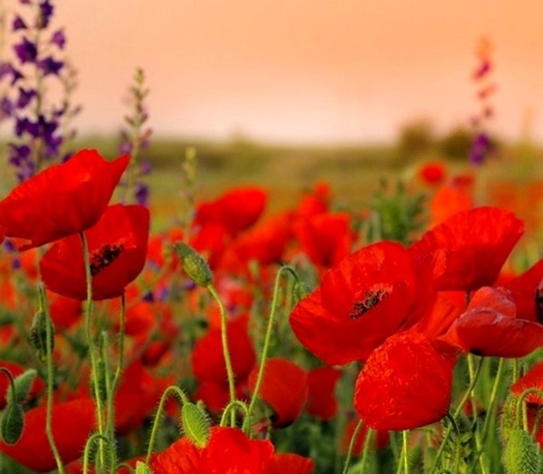 COQUELICOTS