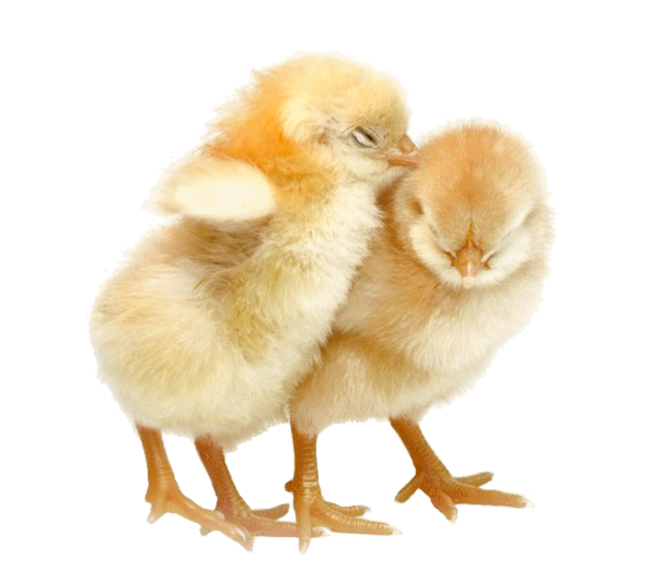 POUSSINS