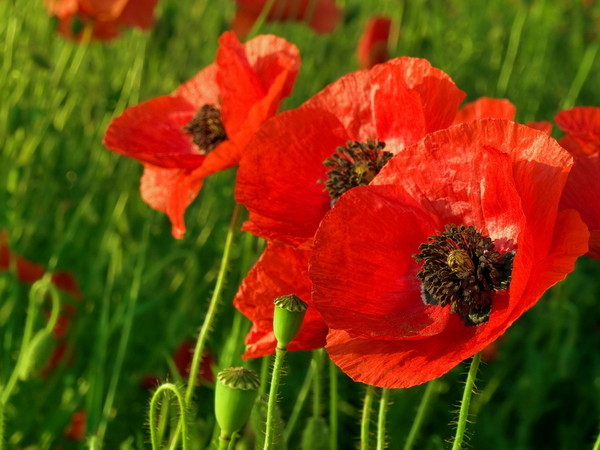 COQUELICOTS