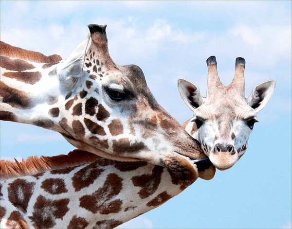 GIRAFES