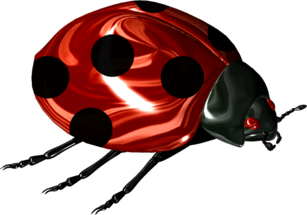 COCCINELLE