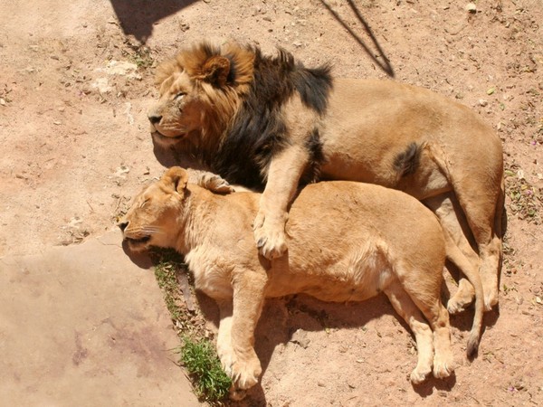 LION ET LIONNE