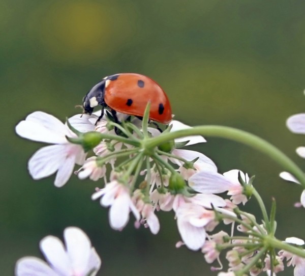 COCCINELLE 2