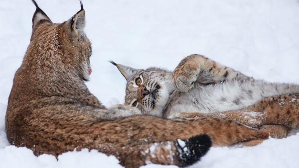 LYNX