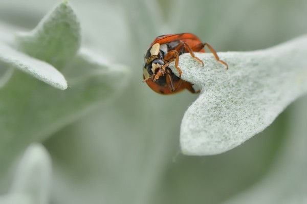 COCCINELLE