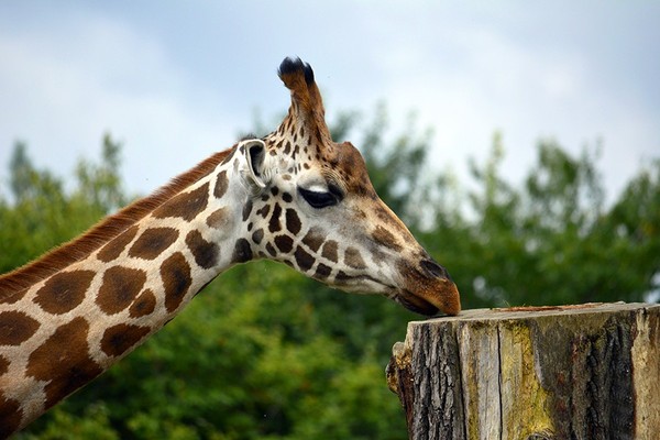 GIRAFE