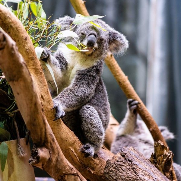 KOALA