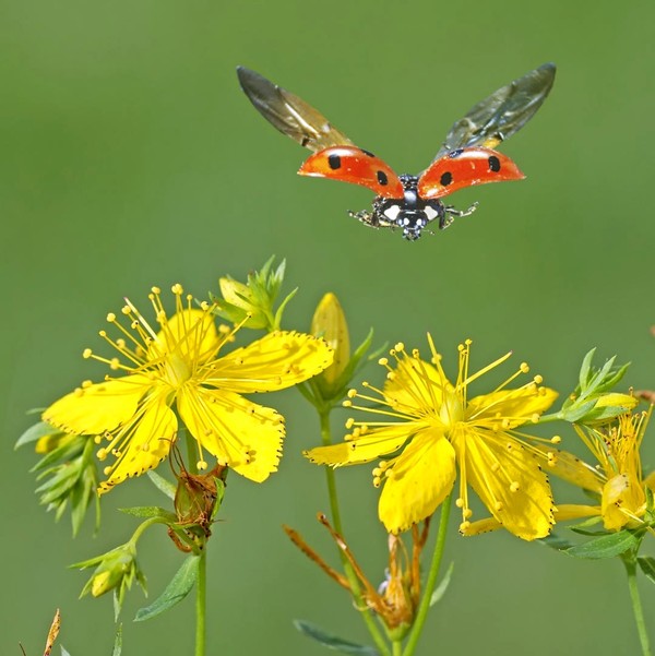 COCCINELLE