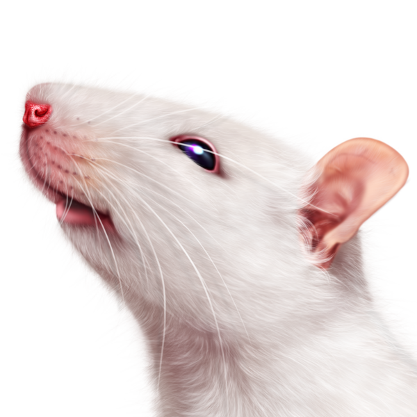 SOURIS RAT HAMSTER... 2