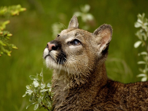 COUGAR