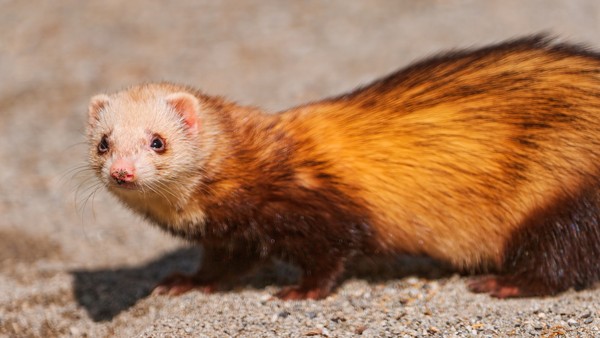 FURET