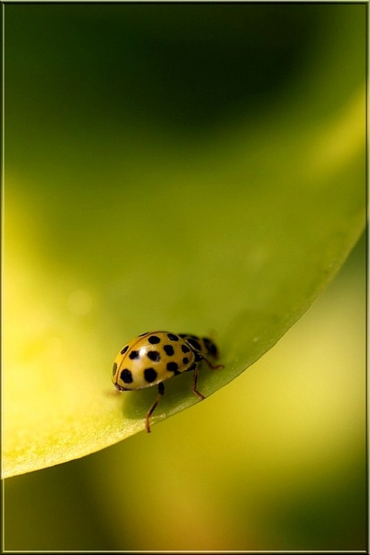 COCCINELLE