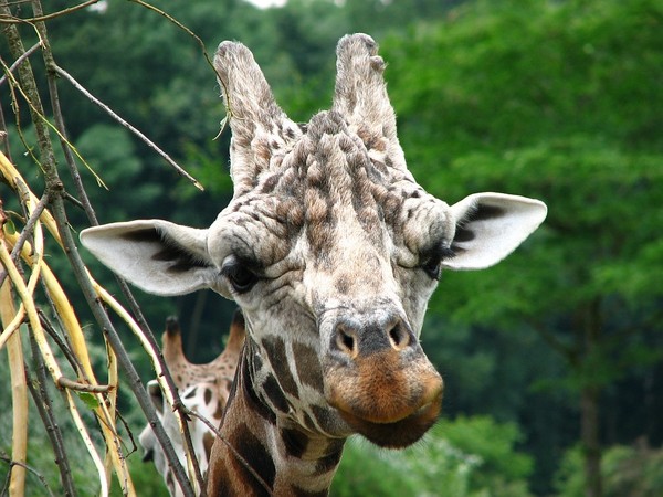 GIRAFE