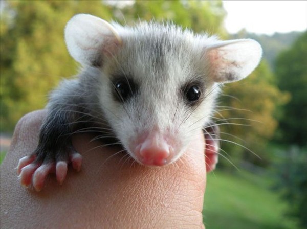 OPPOSSUM