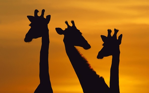 GIRAFES