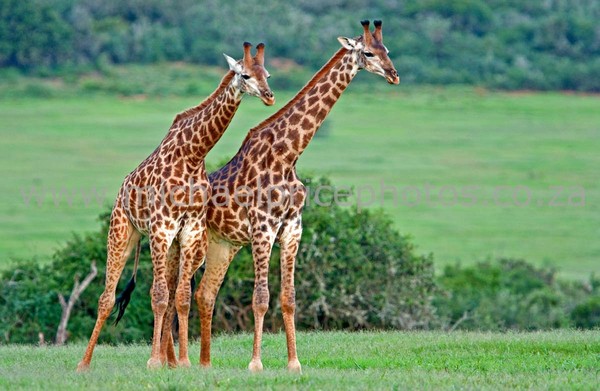 GIRAFES