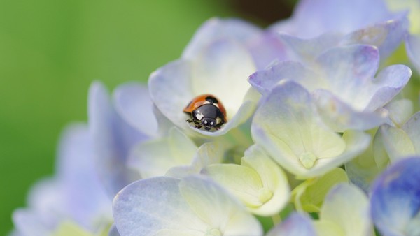 COCCINELLE