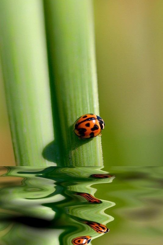 COCCINELLE