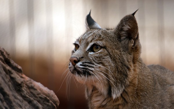 LYNX