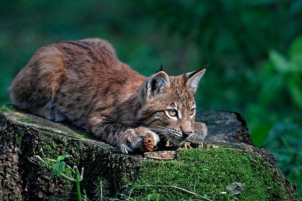 LYNX