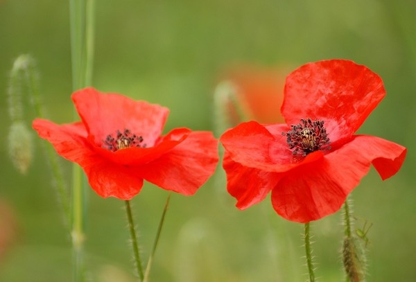 COQUELICOTS