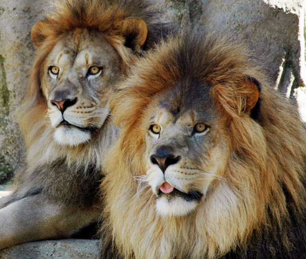 LIONS