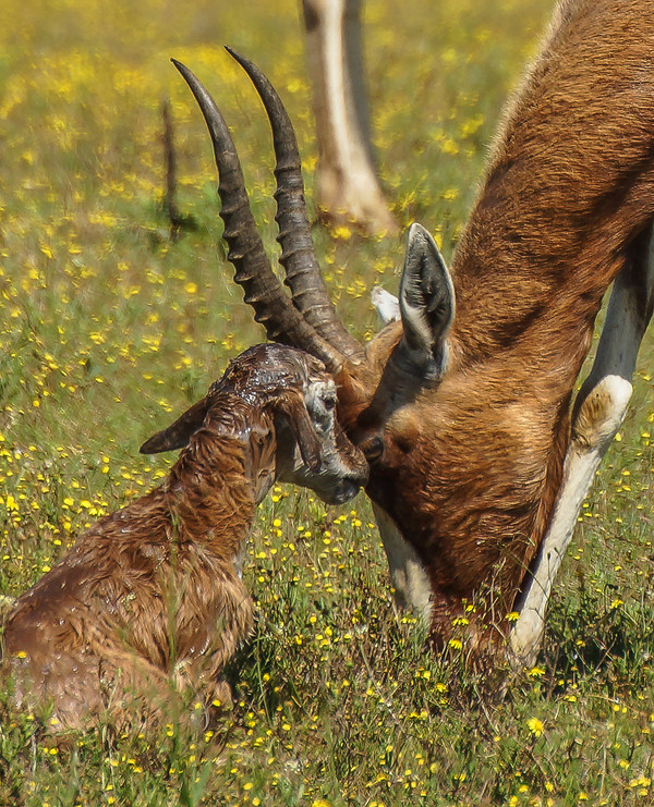 ANTILOPES