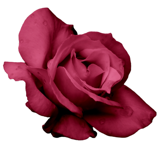 ROSE 2